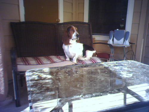 Basset Hound