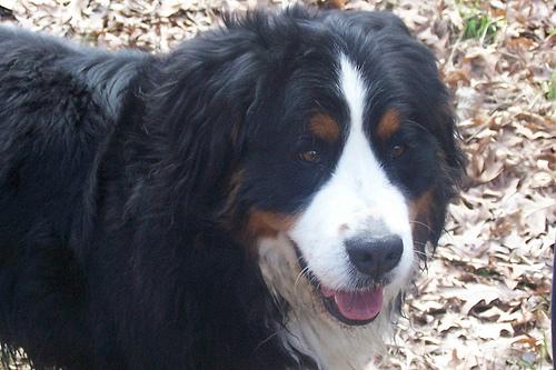 Bernese Mountain Dog