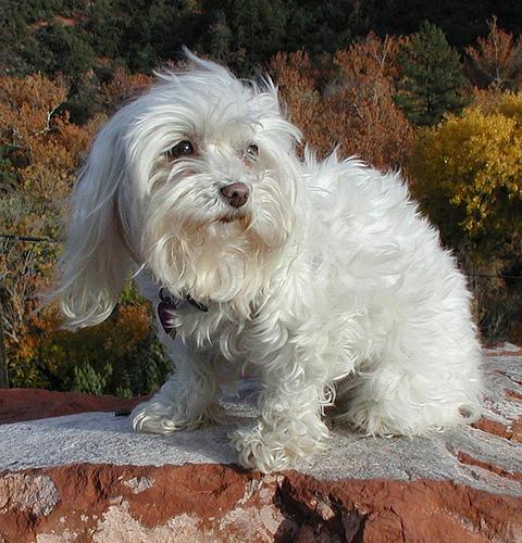 Bichon Frise
