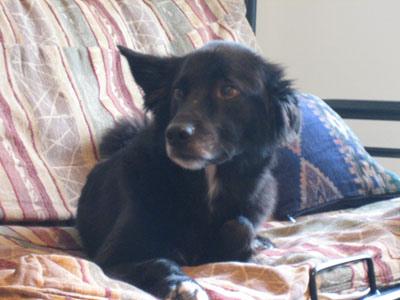 Border Collie