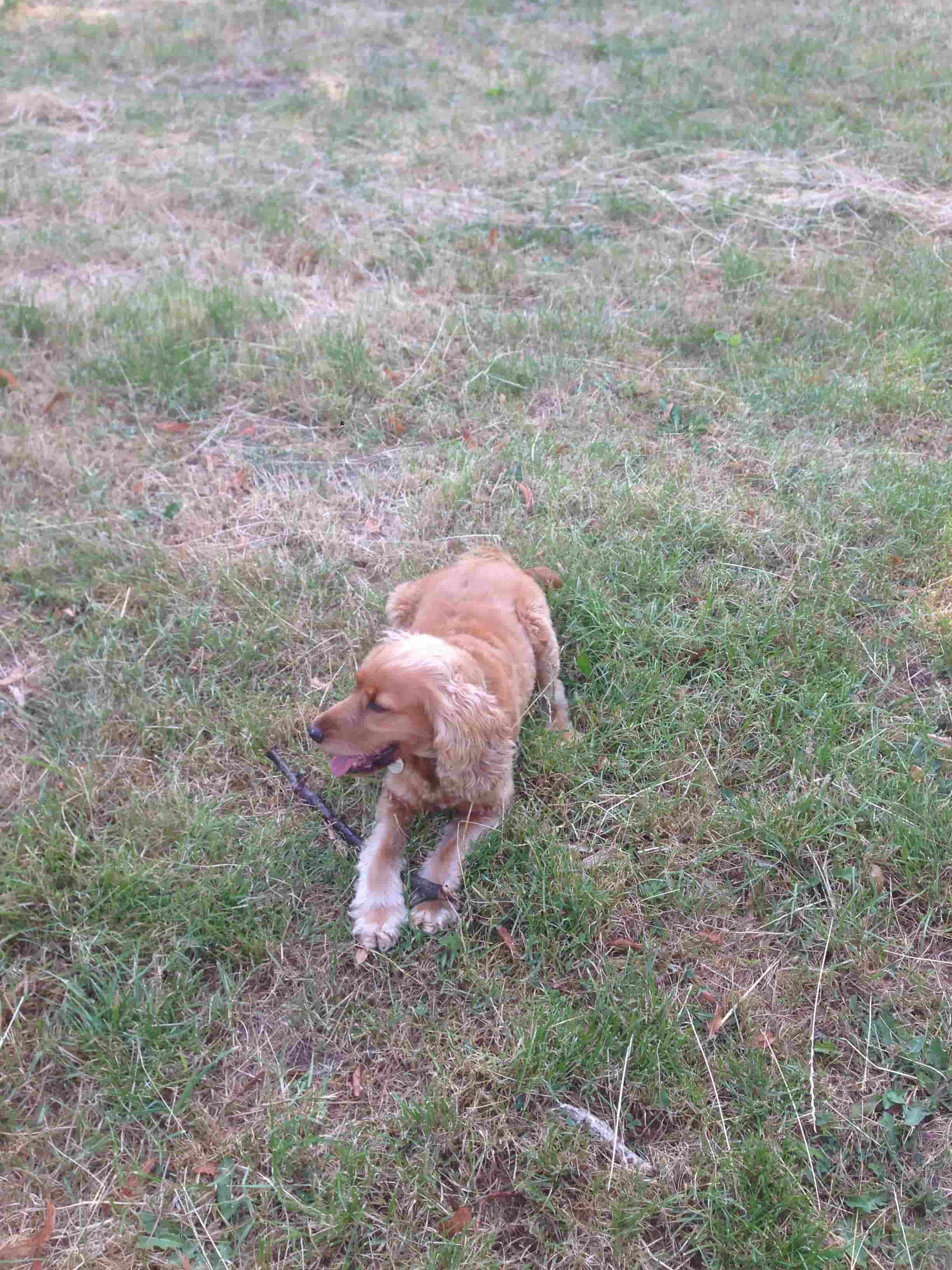 Cocker Spaniel