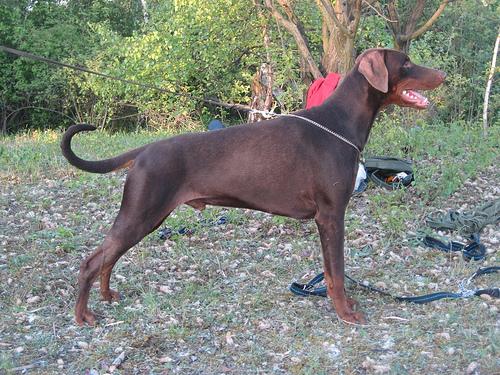 Doberman Pinscher