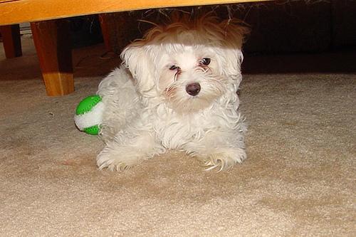 Havanese