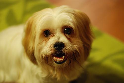 Lhasa Apso