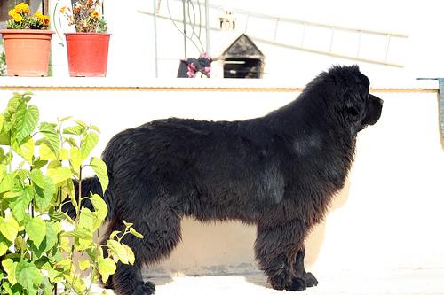 Newfoundland