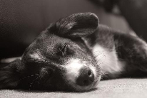 Pembroke Welsh Corgi