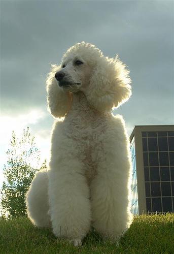 Poodle