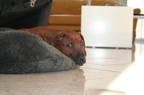 Rhodesian Ridgeback