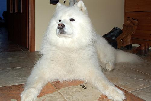 Samoyed