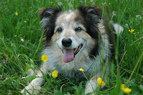Shetland Sheepdog