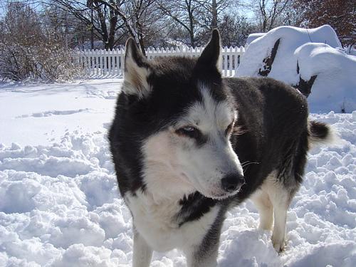 Siberian Husky